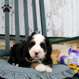 Calder, Bernedoodle Puppy